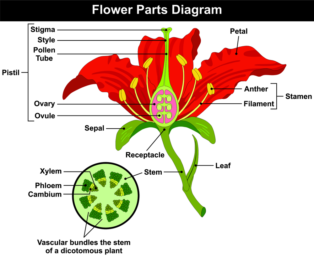 Parts Of A Flower Anatomy