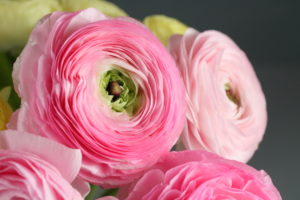 shutterstock 648784135 FloraQueen EN Ranunculus flower