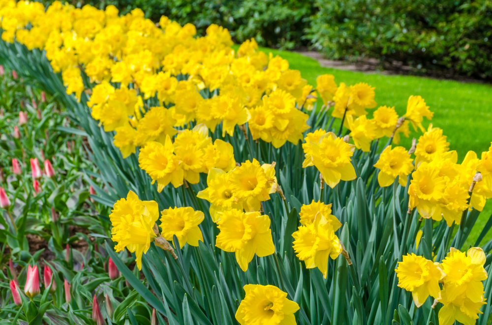 Can i plant daffodils in the spring information | chocmales