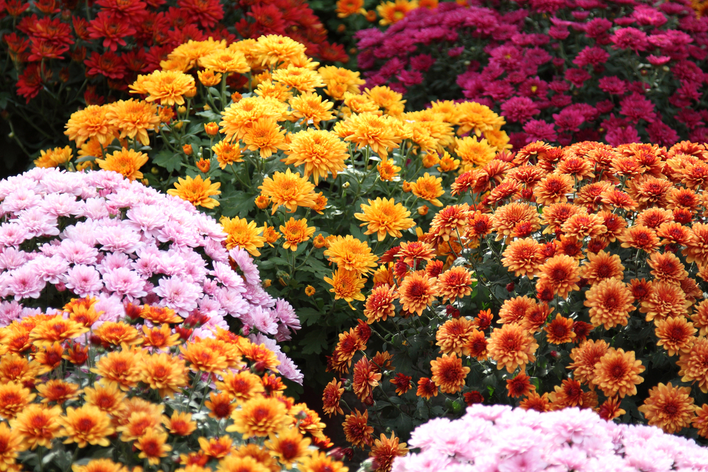 The Chrysanthemum Flower And Its Meaning And Significance