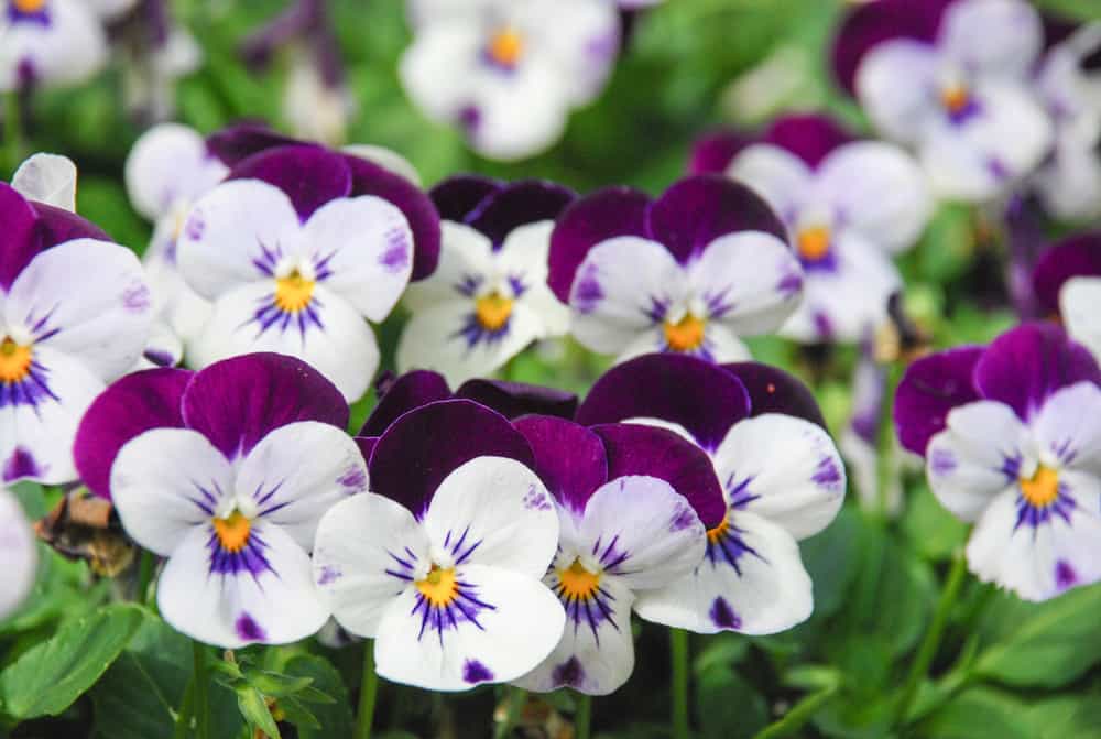 Violets Flowers