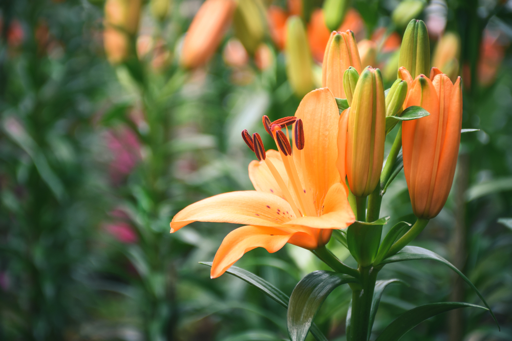 Types Of Lilies Orange
