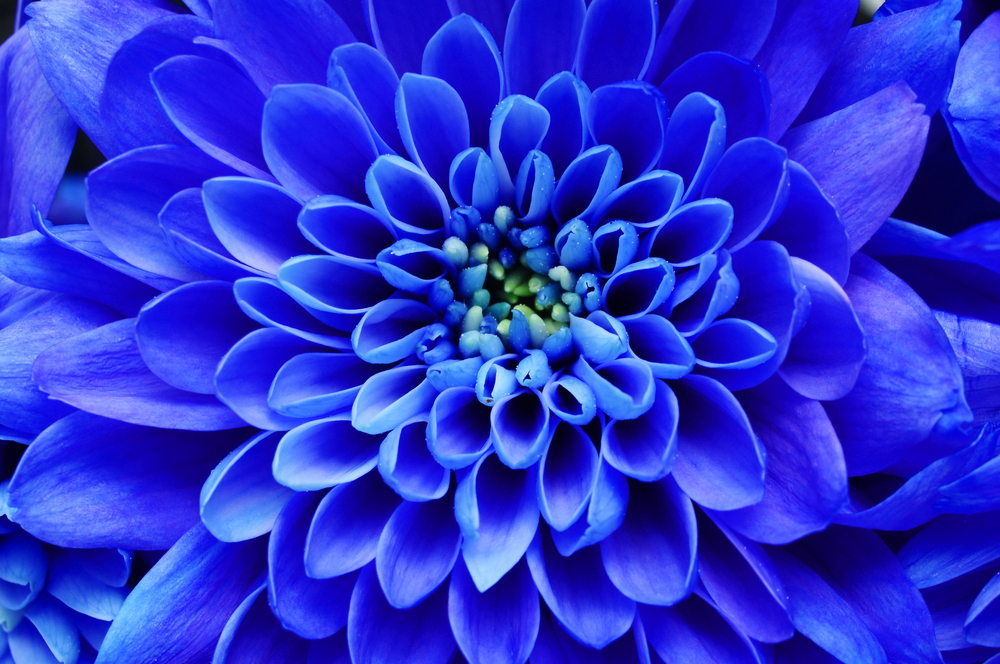 Trachelium caeruleum Perennial Blue Lace Flower - Buy Online at