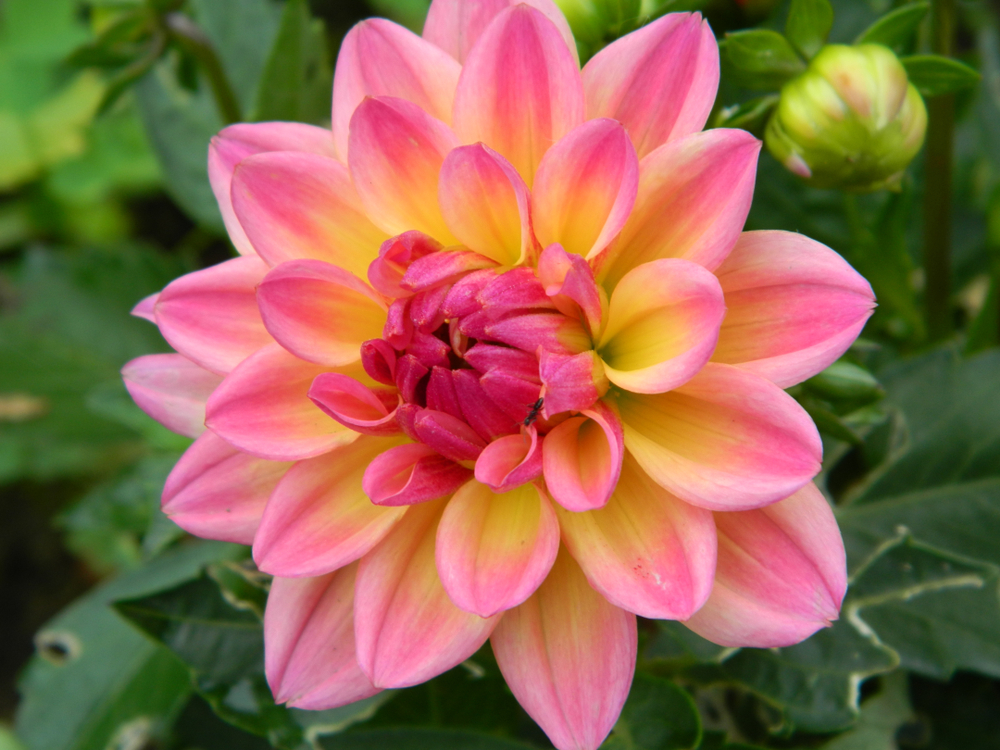 The Chrysanthemum Flower And Its Meaning And Significance » FloraQueen EN