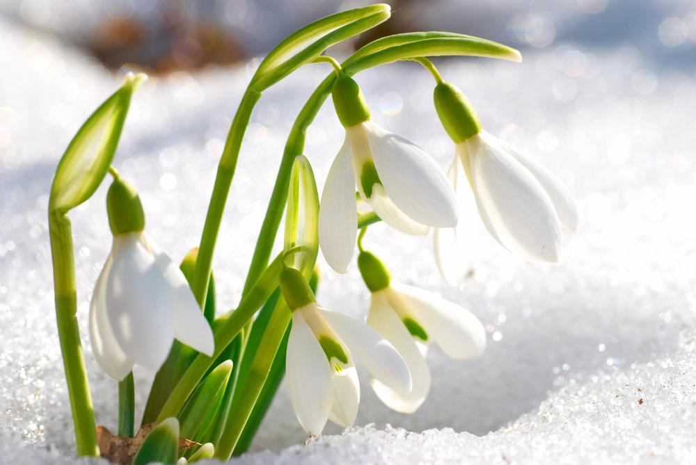 The Snowdrop, the January Flower, Symbolizes Consolation, Purity