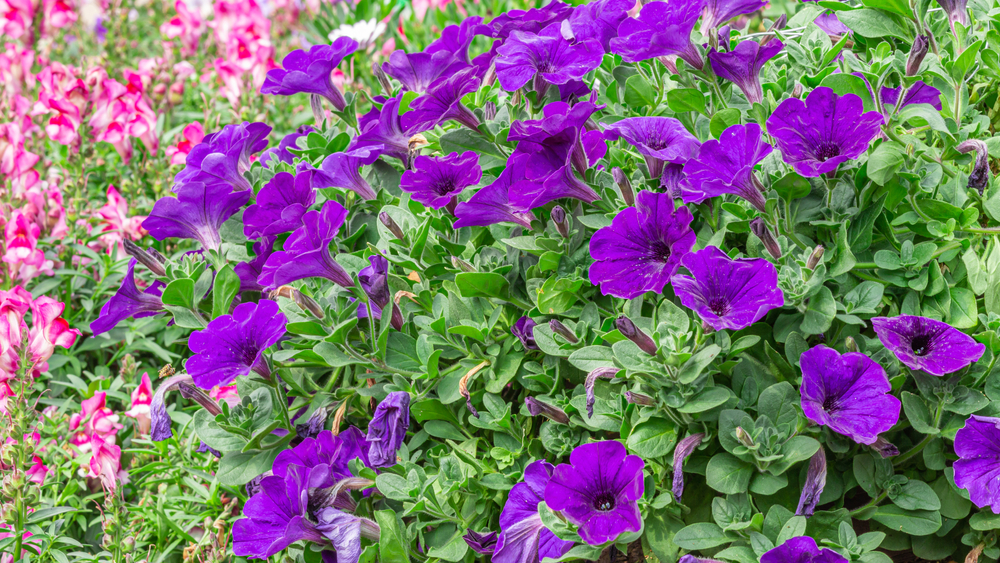 The Most Beautiful Annuals That Bloom All Summer | FloraQueen