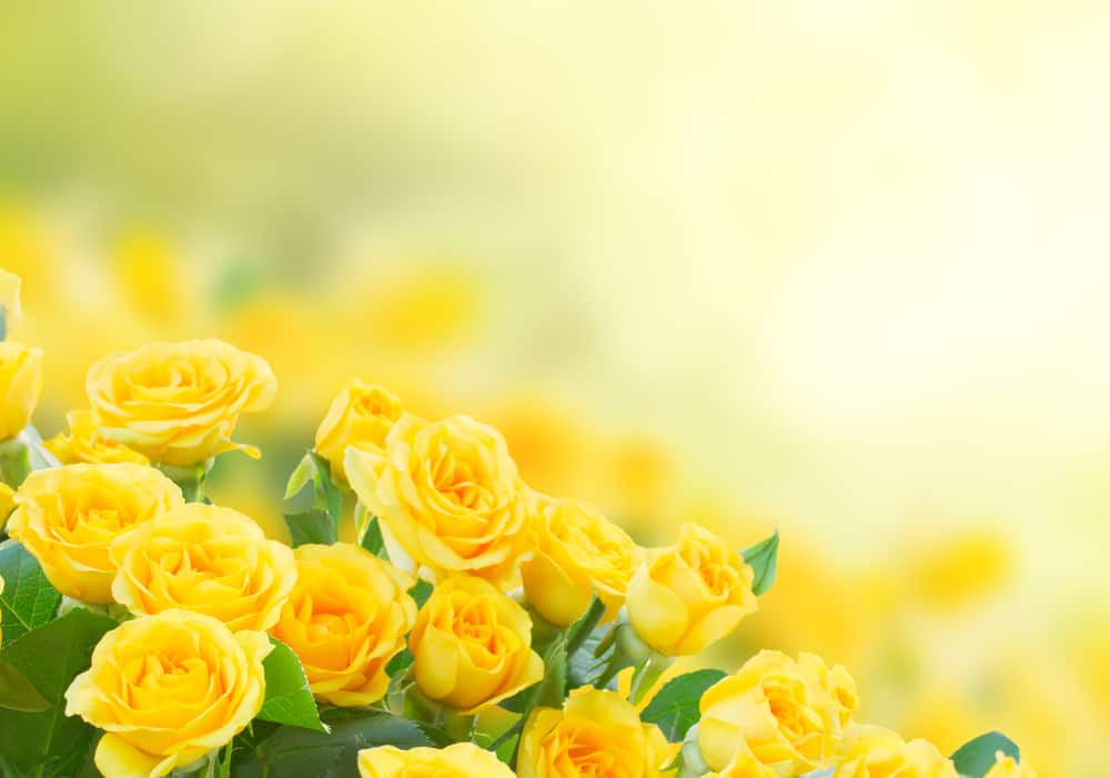 Download The Attractive Yellow Rose Flower Floraqueen