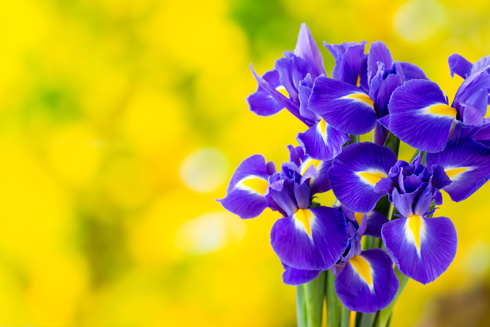 Unveiling the Divine Symbolism: The Spiritual Essence of Iris Flowers in Hinduism