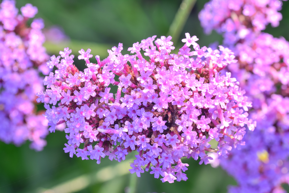 The Verbena Flower Is A Beautiful Perennial Plant That Blooms In Pots ...