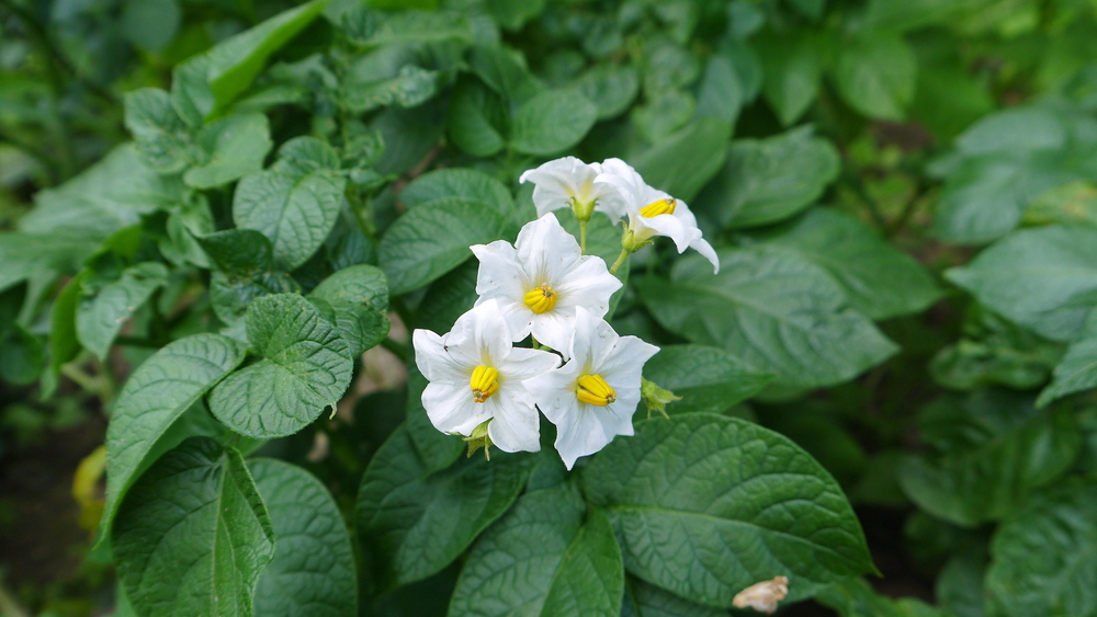 potato flower