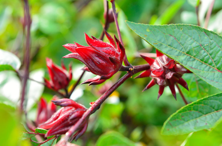 Jamaica Flower Meaning The Medicinal Beauty » FloraQueen EN