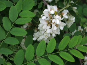 The Cotton Flower - The Fluffy Plant » FloraQueen EN
