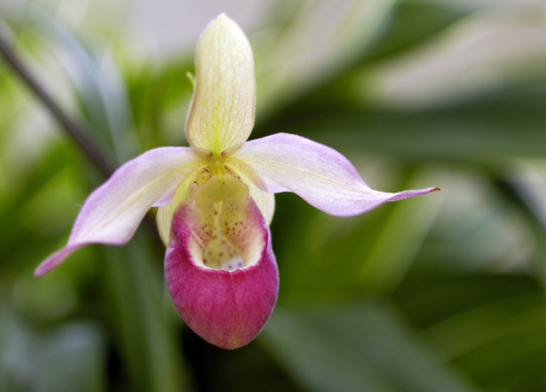 The Minnesota State Flower Is A Spectacular Terrestrial Orchid That You