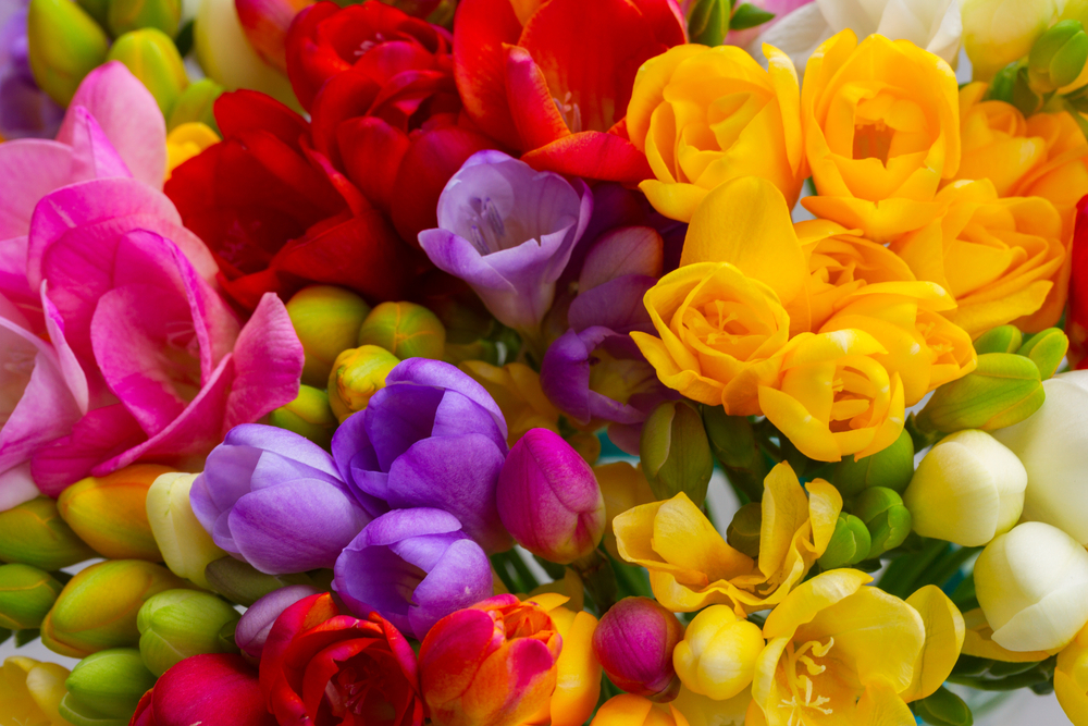 Most Beautiful Flowers » FloraQueen EN