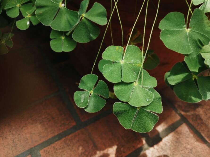 Facts About Four-Leaf Clovers: Why They're Lucky & How They Differ