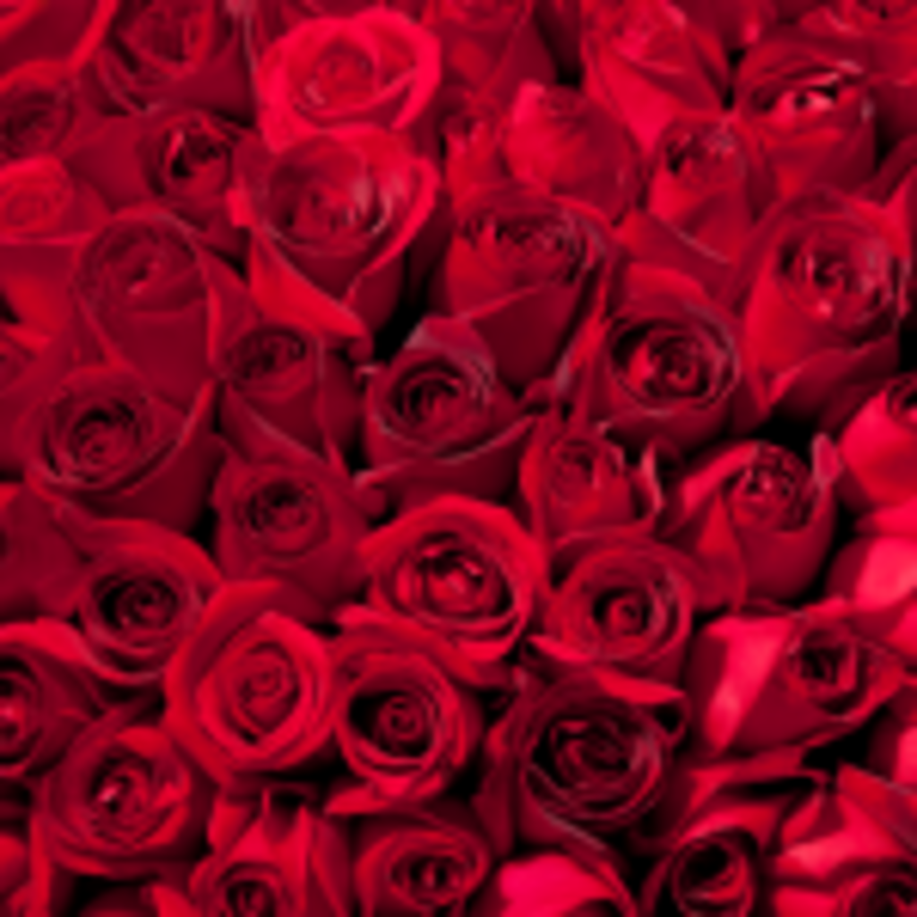 red_roses_