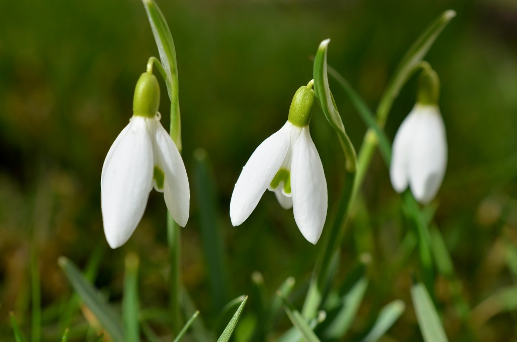 galanthus