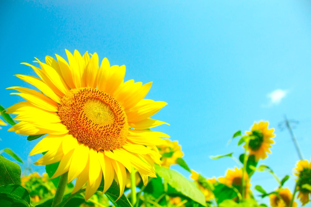 Langage des fleurs : pourquoi le tournesol symbolise le soleil, l'amour et  la fidélité ? : Femme Actuelle Le MAG